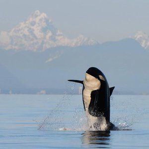 Meet your Posher, Tim